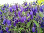 Campanula punctata 'Sarastro'